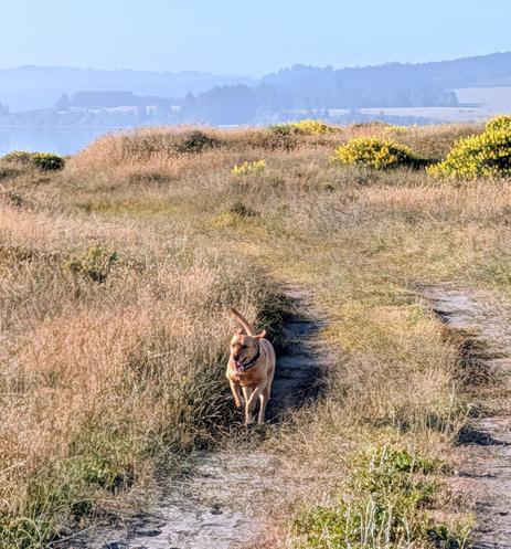 Golden lab is running on a dirt vehicle access to the bay. This is kept maintained to be used for hunting in the Fall. Just is and the mosquitoes this time of year.