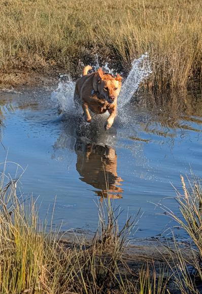 Golden lab splashing through a giant mud puddle. Her reflection in the water.