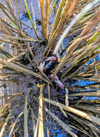 Two crabs in the marsh grass and mud.
