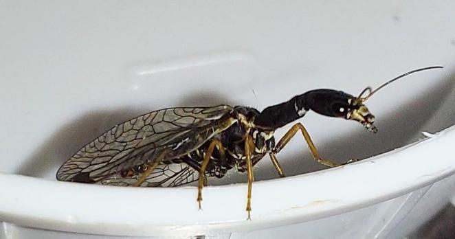 A dark brown, slender insect with long, slim antennae and four wings that are clear and membranous is pictured. Its  wings are veined with a conspicuous spot. This species of Snakefly holds its wings up over its body. It is also able to raise its head above its body while resting. Adult Snakeflies spend much of their time hunting in woodland canopies and are considered highly beneficial insects, as they feed on mites and aphids.