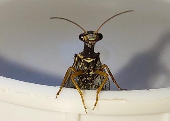 A dark brown, slender insect with long, slim antennae and four wings that are clear and membranous is pictured. Its  wings are veined with a conspicuous spot. This species of Snakefly holds its wings up over its body. It is also able to raise its head above its body while resting. Adult Snakeflies spend much of their time hunting in woodland canopies and are considered highly beneficial insects, as they feed on mites and aphids. It is facing the camera in this image.