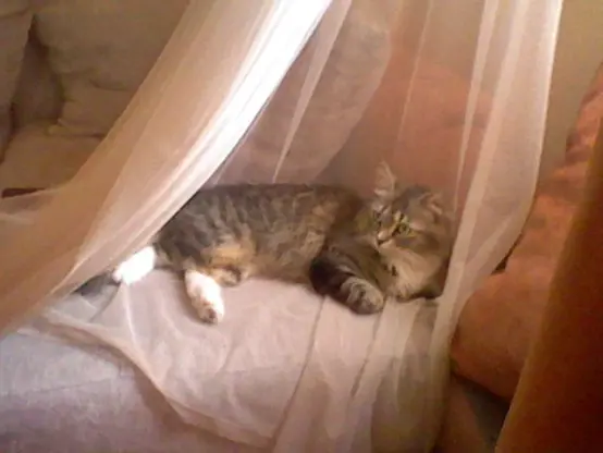 Nova flopped on a couch, on some transparent curtains, it looks like a fancy princess bed