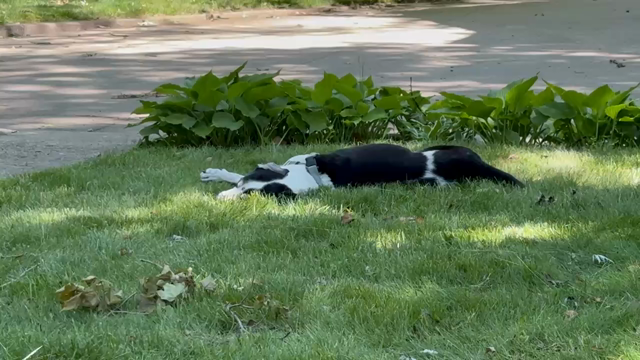 Linus, a beautiful 16½ year old shelter rescue hound mix, sleeps in sunlight dappled grass on a truly perfect day.