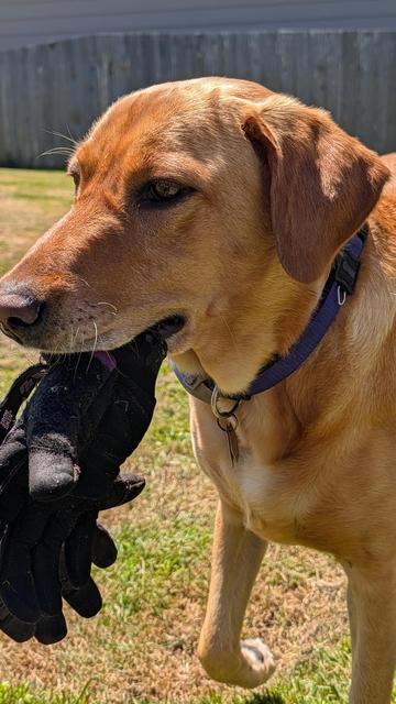 Golden lab always fetches gloves if I look like I might work in the garden. I keep them where she can reach.