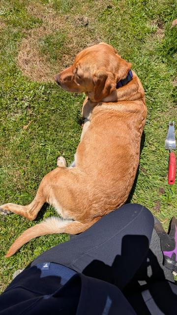 Golden lab lies down next to me while I sit on the grass to weed a flower bed.
