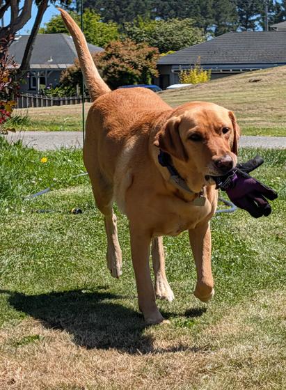 Golden lab is bringing me a purple garden glove.