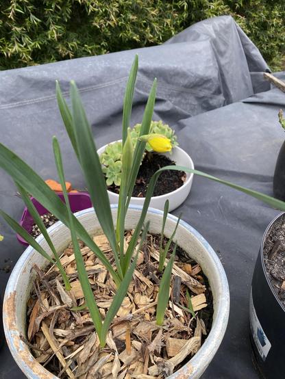 A potted plant with long green leaves and a yellow bud is shown, surrounded by other pots, including succulents. The scene is set against a backdrop of green foliage and a gray tarp.