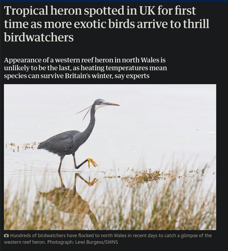Tropical heron spotted in UK for first time as more exotic birds arrive to thrill birdwatchers

Appearance of a western reef heron in north Wales is unlikely to be the last, as heating temperatures mean species can survive Britain’s winter, say experts