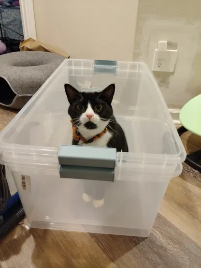 A tuxedo cat sitting in a clear storage bin. He has no thinks in his noggin.