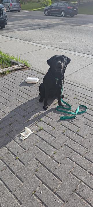 A black Labrador sitting on a driveway surrounded by a soiled paper towel, chicken bone, and dirty takeout container