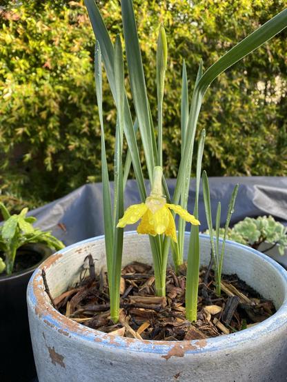 A yellow daffodil flower blooms among green leaves in a textured planter. There’s another bud behind it. The background features lush greenery, suggesting an outdoor setting.