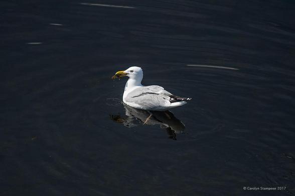 A gull is floating on calm, deep blue water. Ripples are moving out from its body, with more ripples being formed from water dripping from a crab in its beak.  The water is clear enough that we can see its pink legs under the water and the bird's reflection on its surface.