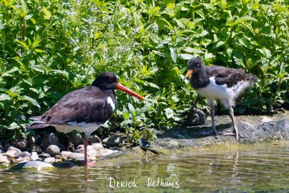 Two black and white birds looking at each other. On the left the parent has a bright red beak and red legs. The bird on the right has a more orange beak, and mostly grey legs. It is also fluffy. Some greenery fills the background, and the foreground is water with little ripples.