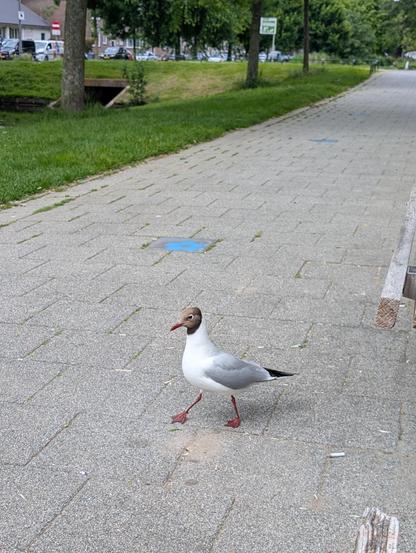 Photo of a bird that looks a bit like a seagull and a bit like a pigeon