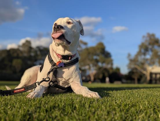 A white dog wearing a body harness lying on the grass with her tongue out, basking on the morning sun.