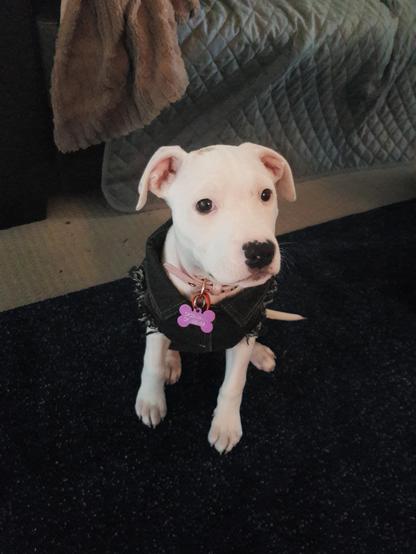 A white puppy wearing a denim jacket, stands in front of the camera.