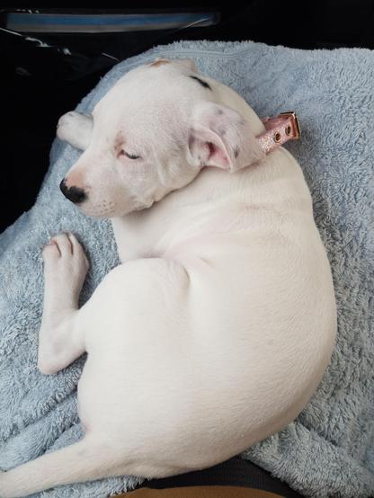 A white puppy laying on a blue towel.