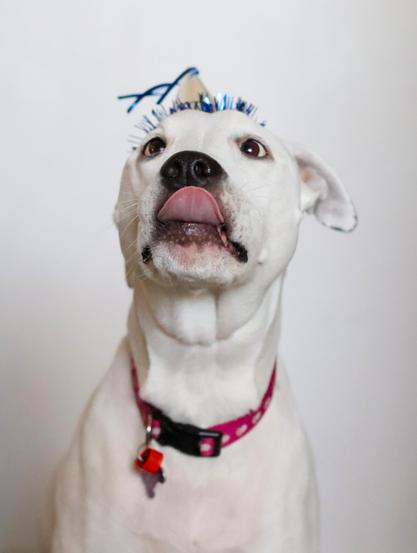 A white dog wearing a birthday hat, looking goofy in front of the camera.
