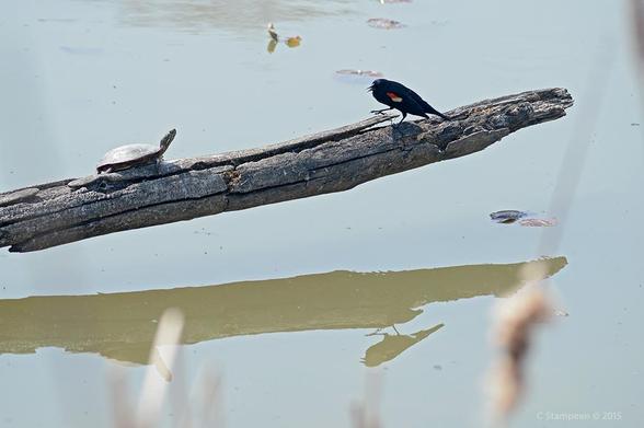 A log is sticking out over still water.  On its left end, a basking turtle has lifted up his head to keep an eye on the newcomer, a red-winged blackbird that is on the right end but has a leg up in the air as it moved closer to the turtle.