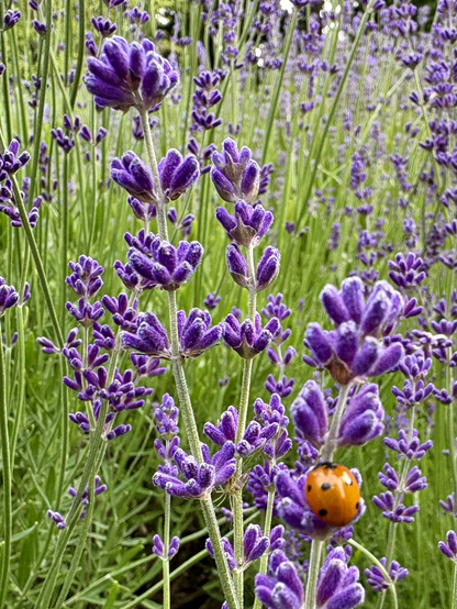 Close up of freshly blooming lavender with lady bug in bottom right corner with a backdrop of rich greenery.