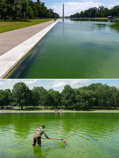1. Algae is pictured in the Lincoln Memorial Reflecting Pool following the completion of recent renovations on June 14, 2026 in Washington, DC. The reflecting pool construction project started in April and work was completed last week as part of President Donald TrumpÕs plan ahead of the nationÕs 250th anniversary.
Tasos Katopodis, Getty Images
2. National Park Service workers push algae towards an aeration area in the center of the Lincoln Memorial Reflecting Pool following the completion of recent renovations in Washington, DC, on June 14, 2026. The reflecting pool project, undertaken as part of President Donald Trump's preparations for the nation's 250th anniversary, began in April and was completed last week.
KEN CEDENO, AFP Via Getty Images