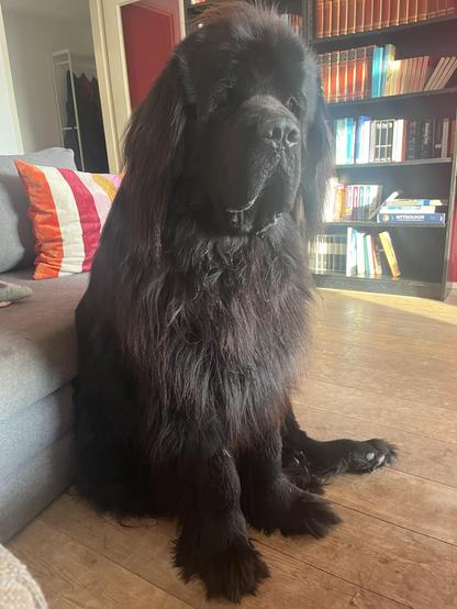 Odin the Newfie sitting on the floor because the normal human adult loveseat couch behind him is uncomfortably small