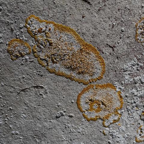 Caloplaca lichen, including an organism resembling a cartoon skull, growing on a masonry surface. East Winterslow, Salisbury, June 13th, 2026.