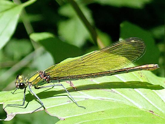 seitenansicht einer libelle. sie sitzt mit über dem hinterleib aneinandergelegten flügeln auf einem grünen blatt im sonnenlicht, kopf nach links. die flügel sind hochtransparent mit einer leichten gelben tönung und dadurch bekommt das hindurchleuchtende grün des blattes dahinter exakt die gleiche farbe wie der thorax des eleganten tiers, der glänzt nämlich metallisch gold-grün. auch der lange, gerade, stäbchenförmige hinterleib schimmert so metallisch, dort mischt sich zum gold und grün ein wenig kupferrot. die facettenaugen sind groß uns schwarz. die beine glänzen auch metallisch, aber bläulich
