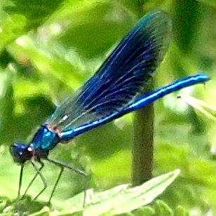 eine metallisch blau schillernde libelle steht mit über dem hinterleib aneinandergelegten flügeln vor grünem hintergrund. die flügel sind durchsichtig, bis auf einen breites bsnd in der mitte, wo sie dunkelblau gefärbt sind. das bild ist ein kleiner ausschnitt aus einem foto aus größerer entfernung, detail-arm weil hart an der auflösungsgrenze und ziemlich unscharf