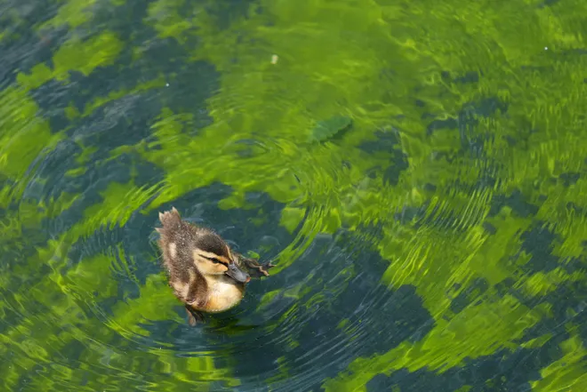 A single duckling swims in greenish-tinted water. The duckling has brown and tan feathers with a dark stripe through its eye. Concentric ripples spread outward across the surface of the water from the duckling's position. The water contains various shades of green, yellow-green, and dark blue. The duckling is positioned in the lower-left portion of the frame, facing toward the right.