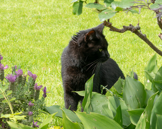 A black cat with yellow eyes is sitting on the lawn, behind a flowerbed of lavender & lilies of the valley.  He is looking to the right of the image, where he thinks he saw something move, and refuses to be distracted from it.  He is sporting a somewhat spiky look on the back of his head, due to having his spot-on dose earlier, which has caused his fur to clump up a bit.