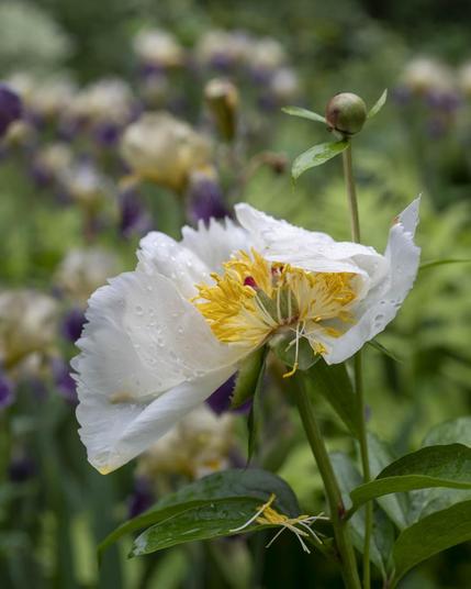 A white peony, after rain, missing petals, with iris behind in soft focus