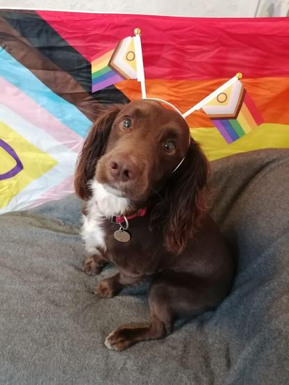 A brown spaniel with progress pride flag deely boppers. Pride flag in background.