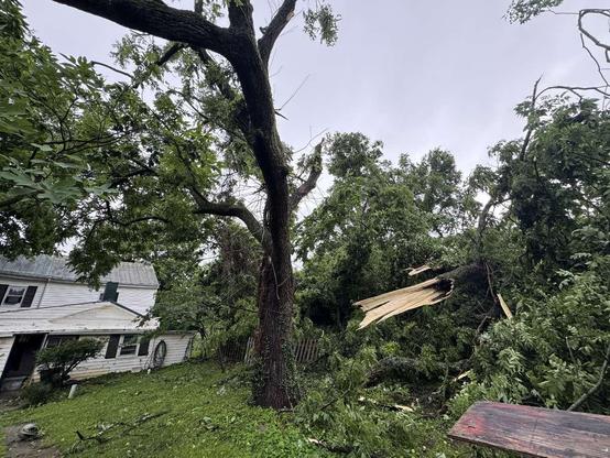 a big broken black walnut tree