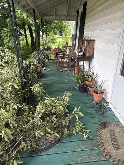a tree fallen on a porch. there is a shelf with some broken pottery. remarkably, a lot of pots survived