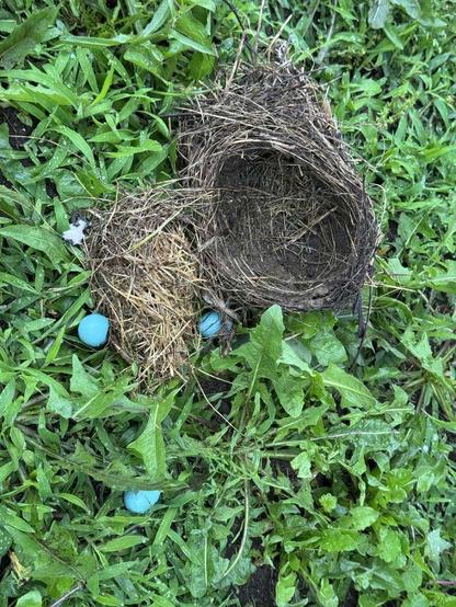 robins egg nest on the ground. it was thrown from its tree during a storm