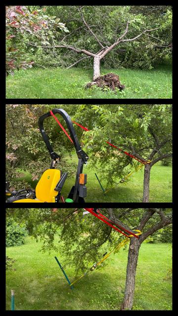 Three photos. In the top photo a tree has fallen completely over and you can see it’s root ball lifted out of the ground. In the second photo, you can see the tree has been pulled upright by a tractor via a ratchet strap. And the bottom photo you can see that a steak has been driven into the ground and a Mazdam Come-along has been used to pull it vertical