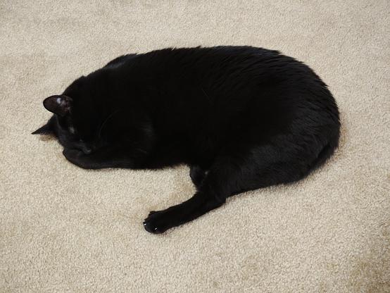 onyx splat on the floor