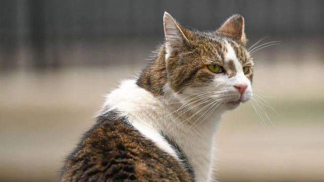 10 Downing Street's Chief Mouser