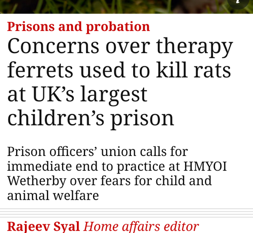 Prisons and probation

Concerns over therapy ferrets used to kill rats at UK’s largest children’s prison

Prison officers’ union calls for
immediate end to practice at HMYOI
Wetherby over fears for child and
animal welfare


Rajeev Syal Home affairs editor