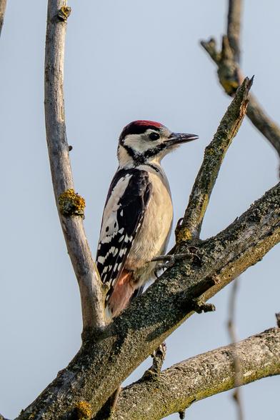 A young great spotted woodpecker perches sideways on a mossy, forked dead branch against a dull morning sky.