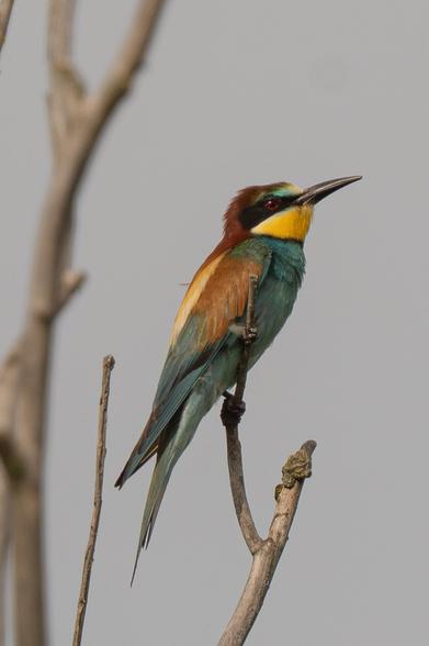 A European bee-eater perches sideways on the end of a dead branch, surrounded by other branches, against a dull sky.