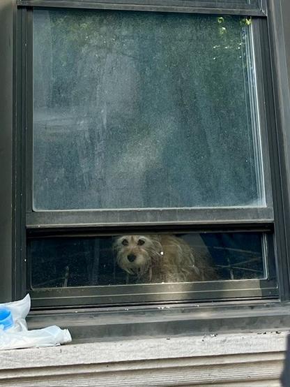A little tan terrier dog looks out through the gap in a slightly open window