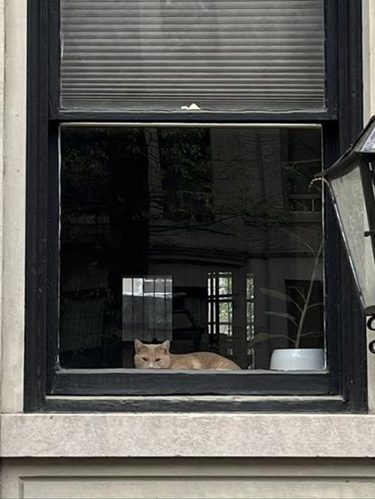 An orange cat rests behind the screen in an open window