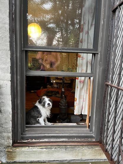 A little black and white dog sits on the sill in an open window
