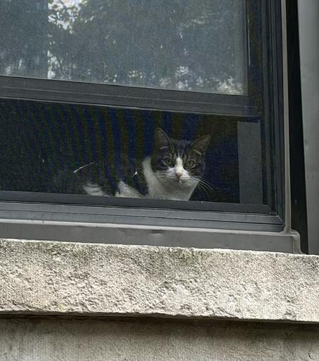 A little black and white cat sits in a partly open window looking out