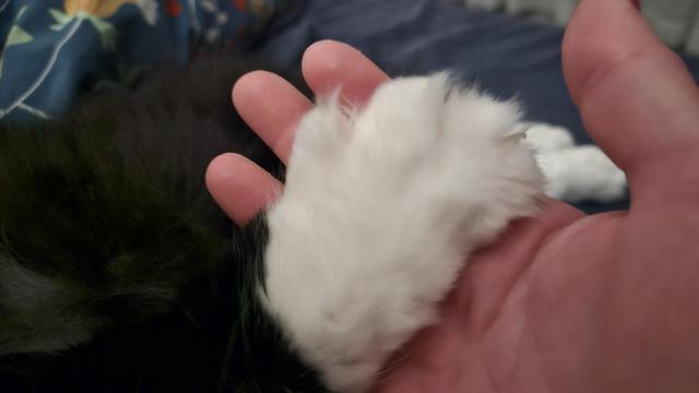 an adult male Maine Coon mix cat's ENORMOUS FLUFF FOOT in my adult human hand