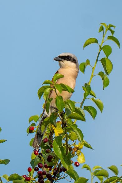 A male adult red-backed shrike perches on top of a bush bearing red berries, against a blue sky.