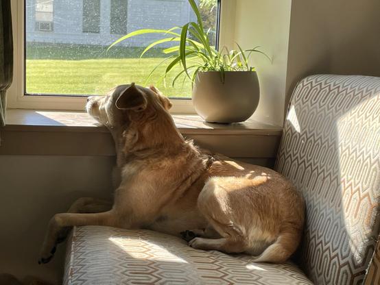 Gold and white dog lying on a chair in the sunshine. Her chin is propped up on the wide windowsill. There is a spider plant on the windowsill behind her head. She's gazing outside at the green lawn and all the birds and squirrels who are busy about their own day.