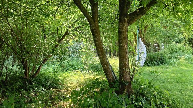 Horizontal pic of a forested bit of garden, thick with the deep shade of trees, bushes, wild flowers and grasses filtering out the worst of hot and heavy sunlight. To the right, you can see my camping hammock + bug net strung up between the two shadiest trees, heavy with my bedding since I've been sleeping there at night. It looks (and feels) like a welcome oasis in an ocean of too much heat and light